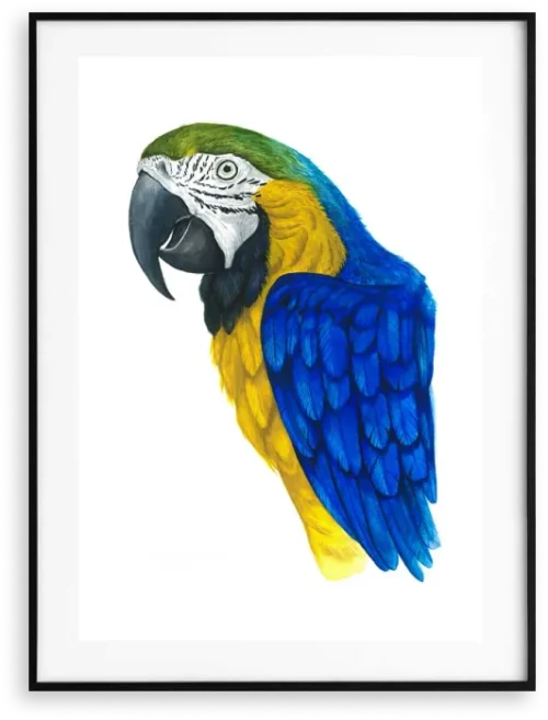 Arara Arauna