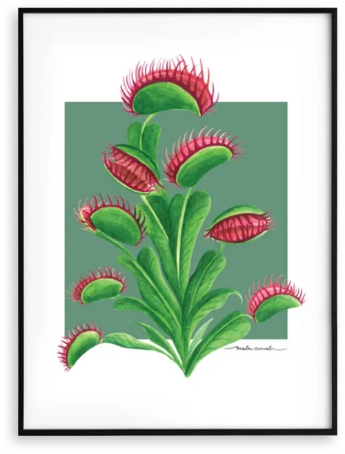 PLANTA CARNÍVORA