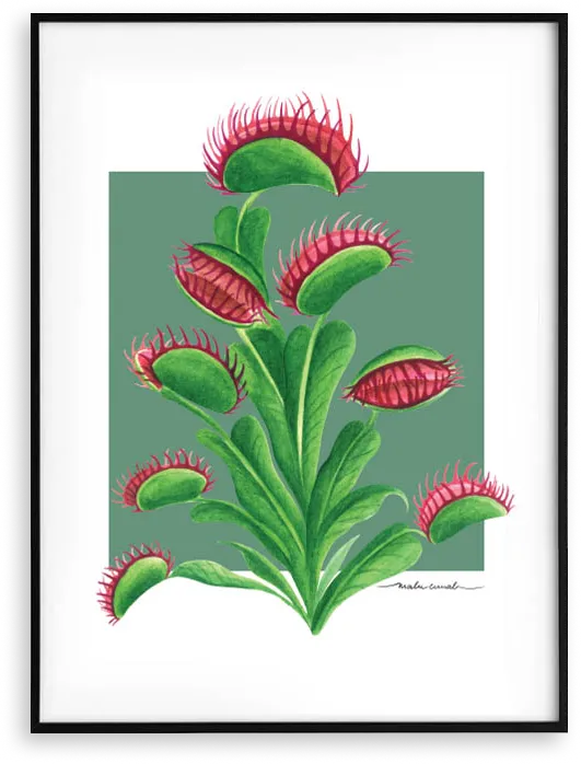 PLANTA CARNÍVORA